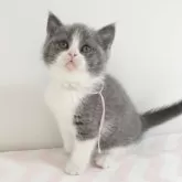 ブリティッシュショートヘア【三重県・男の子・2025年2月28日・ブルー&ホワイト】の写真1