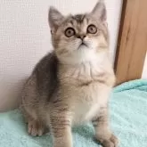 スコティッシュフォールド(立ち耳)