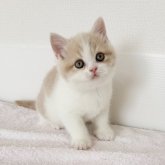 ブリティッシュショートヘア