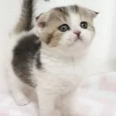 スコティッシュフォールド(折れ耳)