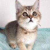 ブリティッシュショートヘア