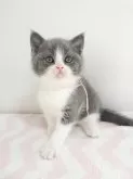 ブリティッシュショートヘア【三重県・男の子・2025年2月28日・ブルー&ホワイト】の写真2