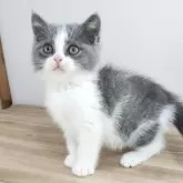 ブリティッシュショートヘア【三重県・男の子・2025年2月28日・ブルー&ホワイト】の写真3