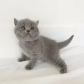 ブリティッシュショートヘア【三重県・男の子・2025年10月3日・ブルー】の写真3