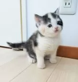 スコティッシュフォールド(立ち耳)【三重県・女の子・2025年2月6日・シルバーパッチドタビー&ホワイト】の写真14