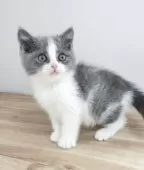 ブリティッシュショートヘア【三重県・男の子・2025年2月28日・ブルー&ホワイト】の写真7