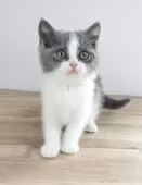 ブリティッシュショートヘア【三重県・男の子・2025年2月28日・ブルー&ホワイト】の写真8