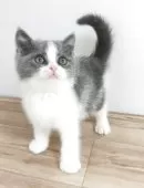 ブリティッシュショートヘア【三重県・男の子・2025年2月28日・ブルー&ホワイト】の写真9