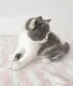 ブリティッシュショートヘア【三重県・女の子・2025年2月8日・ダイリュートキャリコ】の写真9