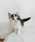 スコティッシュフォールド(立ち耳)【三重県・女の子・2025年2月6日・シルバーパッチドタビー&ホワイト】の写真7