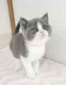 ブリティッシュショートヘア【三重県・男の子・2025年2月28日・ブルー&ホワイト】の写真9