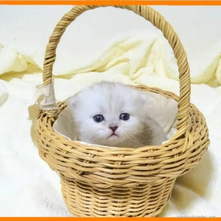 ID：2303-01399の子猫