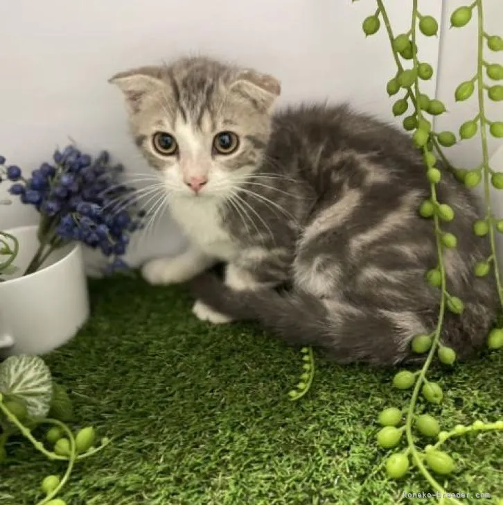 ID：2206-03232の子猫