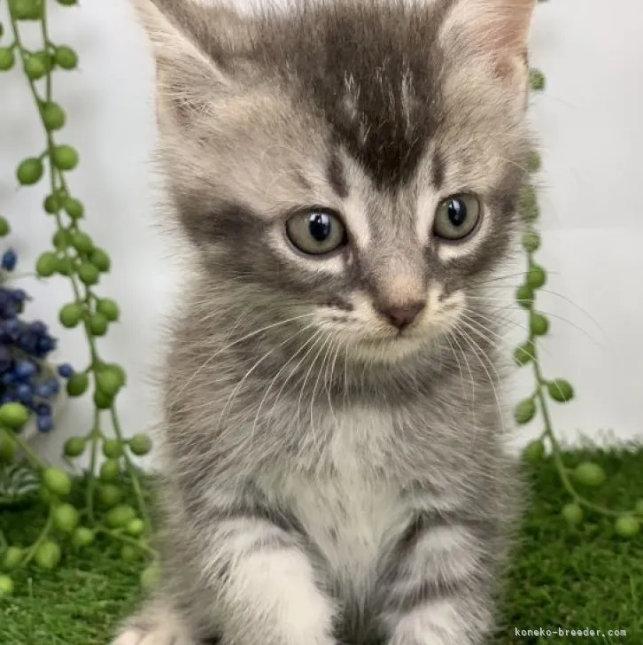 ID：2305-02561の子猫