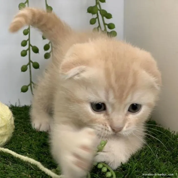 ID:2301-00714の子猫