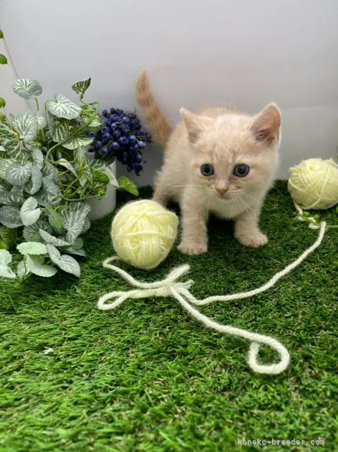 ID：2205-01346の子猫