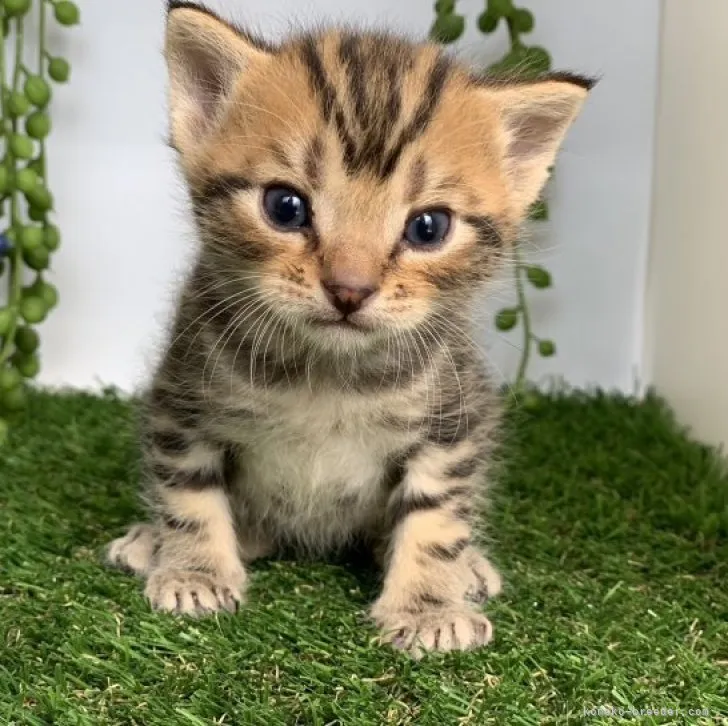 ID:2303-01290の子猫