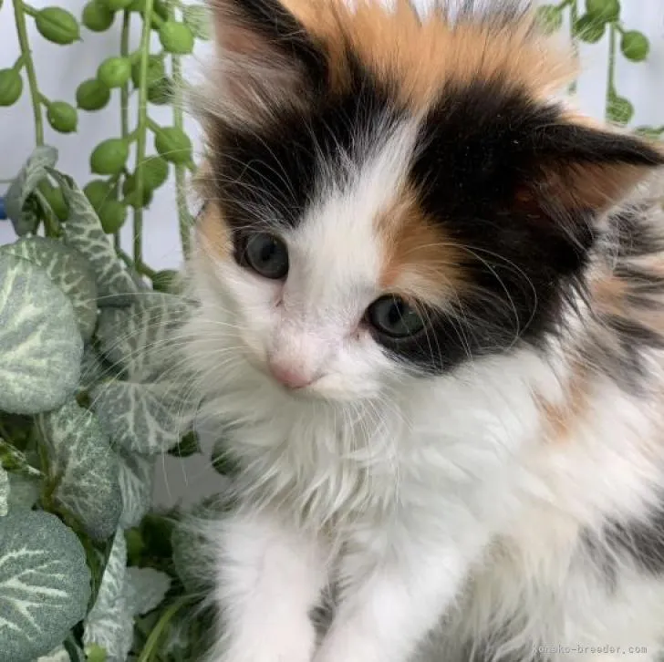 メインクーン【大阪府・女の子・2022年12月10日・キャリコ】の写真1