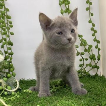 ロシアンブルー【大阪府・女の子・2022年11月23日・ブルー】の写真「4匹兄妹のロシアンブルー」