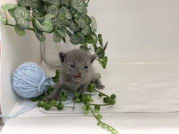 ロシアンブルー【大阪府・男の子・2022年5月5日・ブルー】の写真「ロシアンブルー２匹兄妹の男の子」