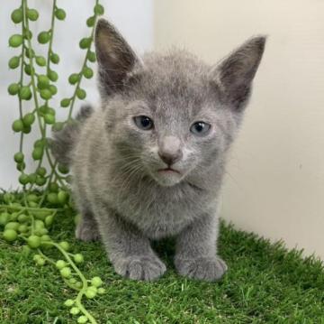 ロシアンブルー【大阪府・男の子・2022年11月23日・ブルー】の写真「4匹兄妹のロシアンブルー」