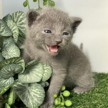 ロシアンブルー【大阪府・女の子・2022年11月23日・ブルー】の写真「4匹兄妹のロシアンブルー」