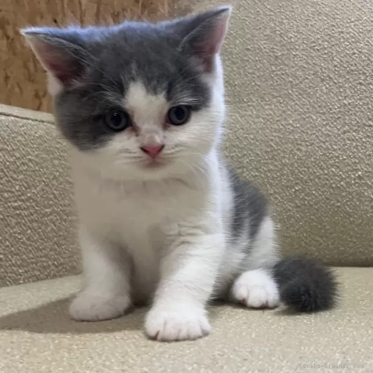 ID：2408-01481の子猫