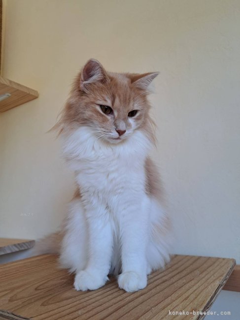 ノルウェージャンフォレストキャット【・女の子・2024年1月17日・クリームタビー&amp;ホワイト】