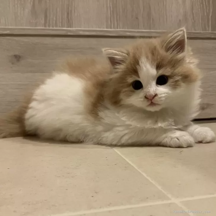 ID：2410-01800の子猫