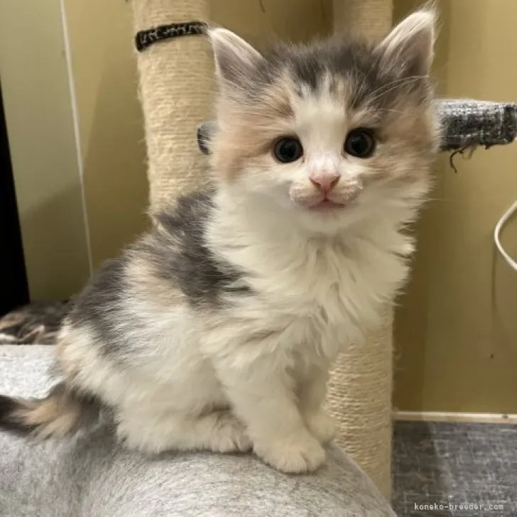 ID：2306-00196の子猫