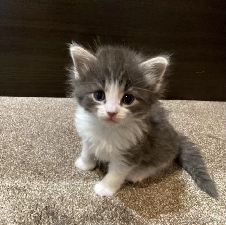 ID:2402-01971の子猫