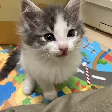 ノルウェージャンフォレストキャット【岐阜県・男の子・2023年6月8日・ブルータビー&ホワイト】の写真「ふさふさの可愛い子です」