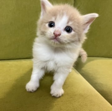 ノルウェージャンフォレストキャット【岐阜県・男の子・2024年5月25日・クリームタビーホワイト】の写真「イケメン猫ちゃんです」