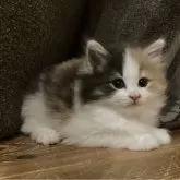 ノルウェージャンフォレストキャット【岐阜県・女の子・2024年9月22日・ブルーパッチドタビー&ホワイト】の写真1