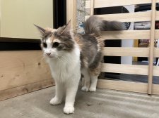 ノルウェージャンフォレストキャット【・女の子・2022年5月8日・ブルーパッチドタビー&ホワイト】