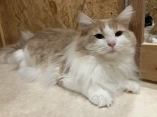 ノルウェージャンフォレストキャット【・男の子・2024年3月30日・クリームタビー&ホワイト】