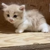 ノルウェージャンフォレストキャット【岐阜県・男の子・2025年9月8日・クリームタビー&ホワイト】の写真10