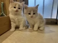 ノルウェージャンフォレストキャット【岐阜県・男の子・2025年1月2日・クリームタビー&ホワイト】の写真10