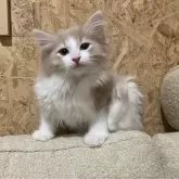 ノルウェージャンフォレストキャット【岐阜県・男の子・2024年12月19日・クリームタビー&ホワイト】の写真10