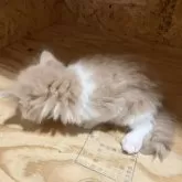 ノルウェージャンフォレストキャット【岐阜県・男の子・2025年9月8日・クリームタビー&ホワイト】の写真11