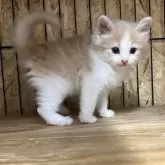 ノルウェージャンフォレストキャット【岐阜県・男の子・2025年6月18日・クリームタビー&ホワイト】の写真12