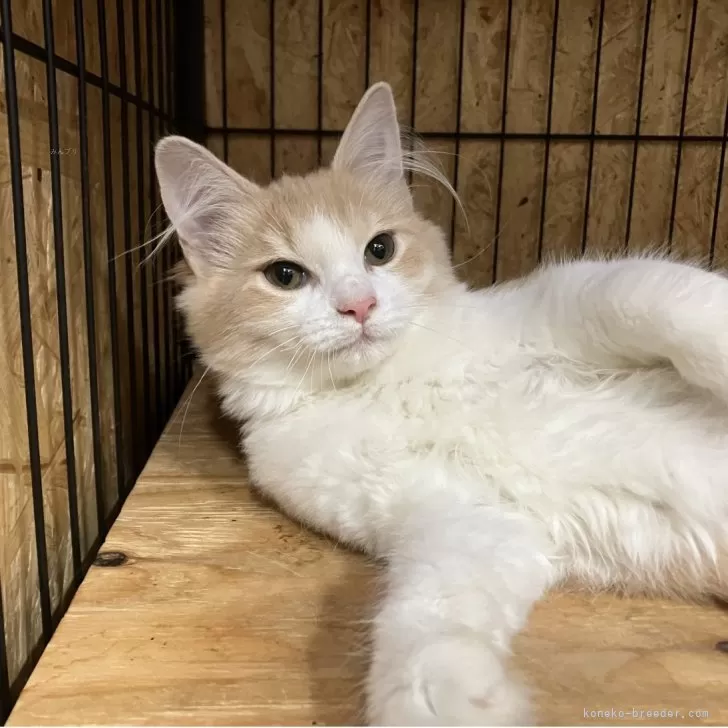 ID：2508-03341の子猫