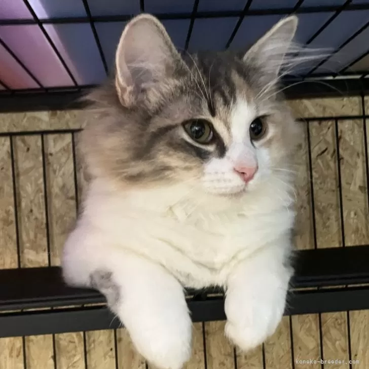 ID：2508-03342の子猫