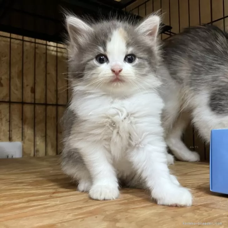 ID:2508-00700の子猫