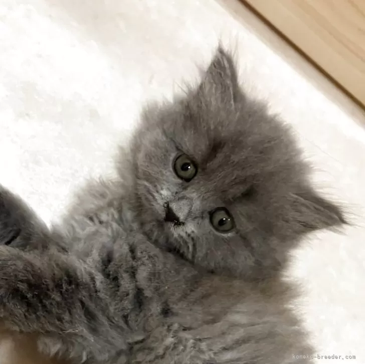 ID：2504-03602の子猫