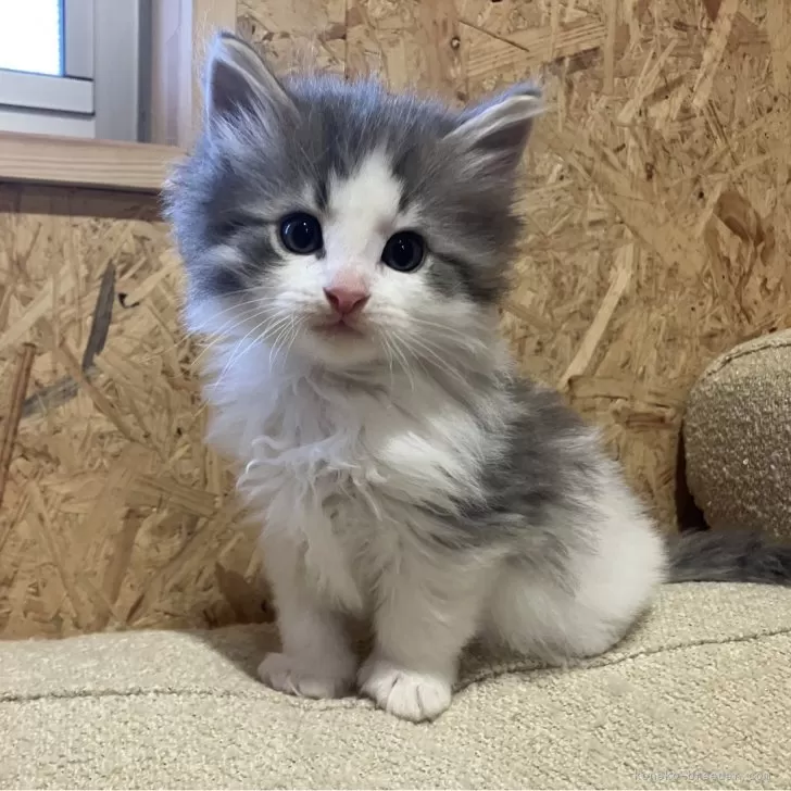 ID：2502-00974の子猫