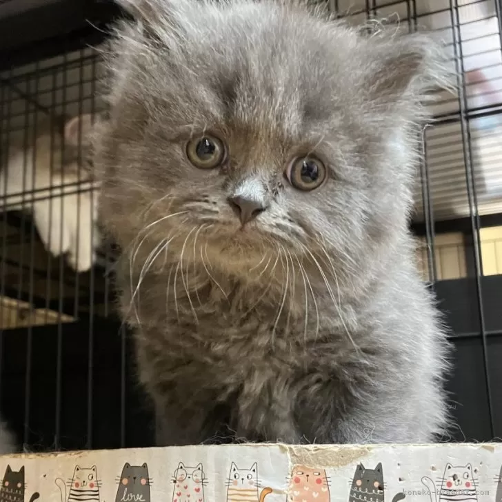 ID：2509-01104の子猫