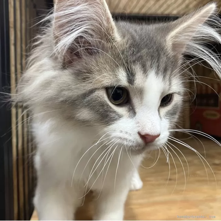 ID：2507-00946の子猫