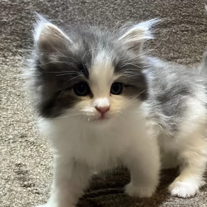 ID：2503-01826の子猫