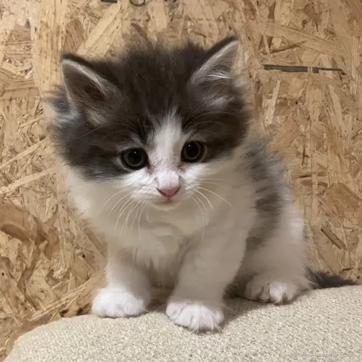 ID：2502-00971の子猫